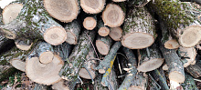 «Черные лесорубы» в Апшеронском районе вырубили деревьев на 45 млн рублей