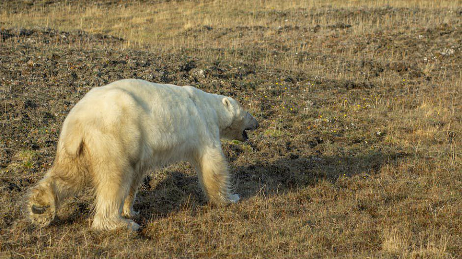 В Канаде белый медведь вышел охотиться на детей 