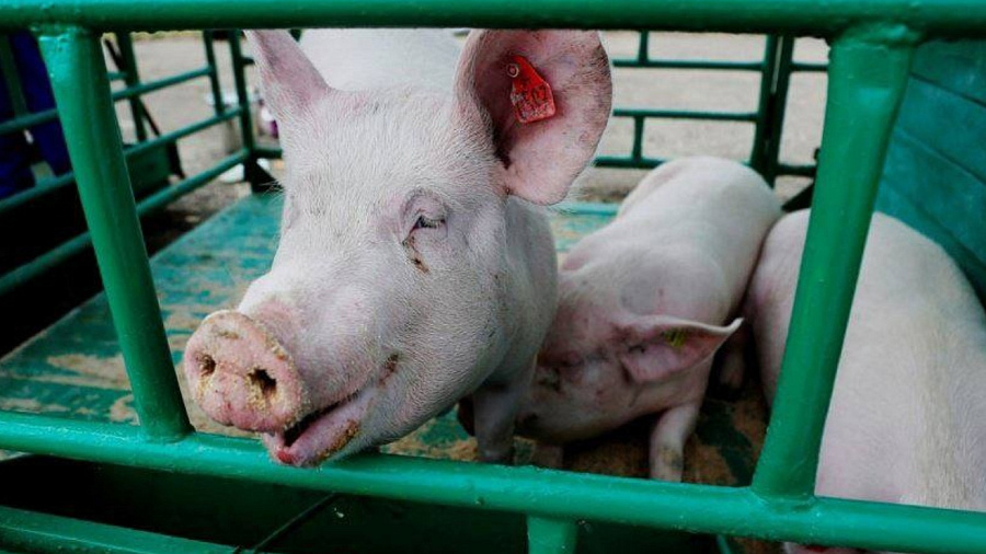 В Краснодарском крае объявили карантин из-за вспышки африканской чумы свиней