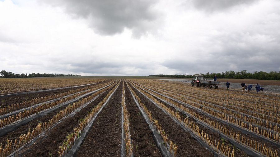На Кубани в этом году планируют заложить не менее 1,5 тысячи гектаров новых виноградников