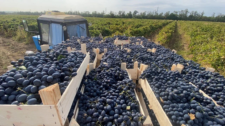 На Кубани к национальному проекту «Производительность труда» впервые присоединилось виноградарское хозяйство