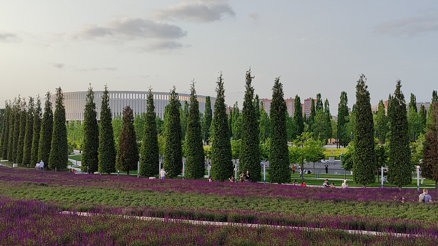 В парке Галицкого в Краснодаре начался сезон цветения шалфея