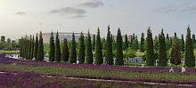 В парке Галицкого в Краснодаре начался сезон цветения шалфея
