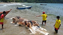 На берег Малайзии море выбросило огромную тушу неизвестного существа 