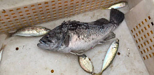 Опасного средиземноморского хищника выловили рыбаки в Краснодарском крае