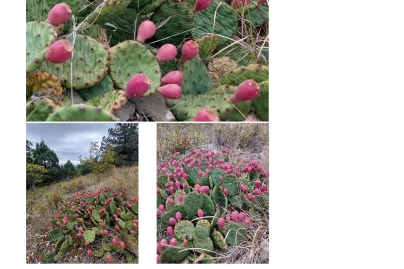 Bitrix 159282: 001.jpg