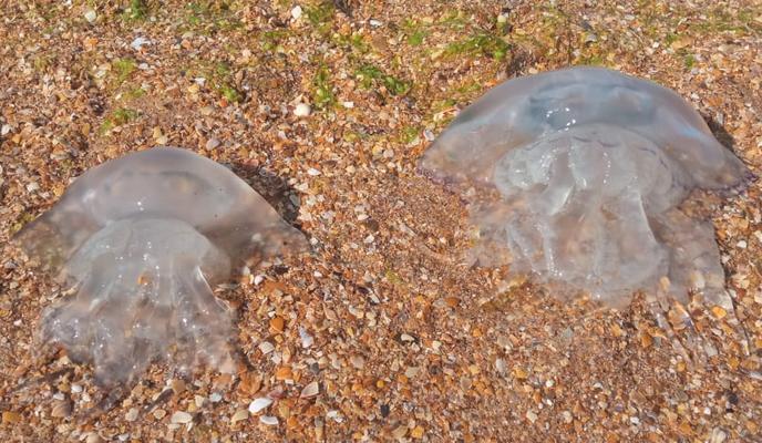 Bitrix 157008: 00b67621_164f_4b95_9a4b_6ec6fe8af4e7.jpg