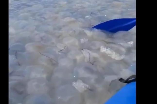 Bitrix 81639: 0101010.jpg