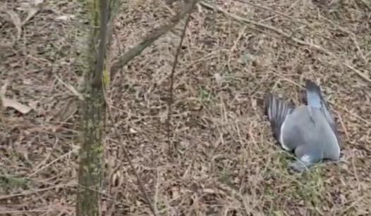 Bitrix 127775: 0101.png