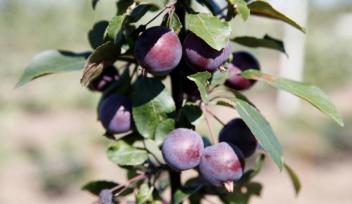 Bitrix 103869: 010.jpeg