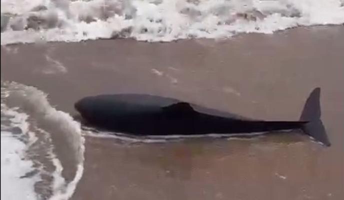 Bitrix 167875: 02.jpg