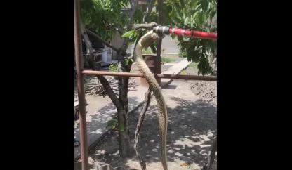 Bitrix 118582: 0999.png