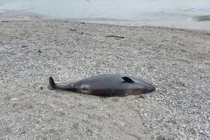 Фото «Новороссийский рабочий»