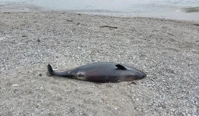 Фото «Новороссийский рабочий»