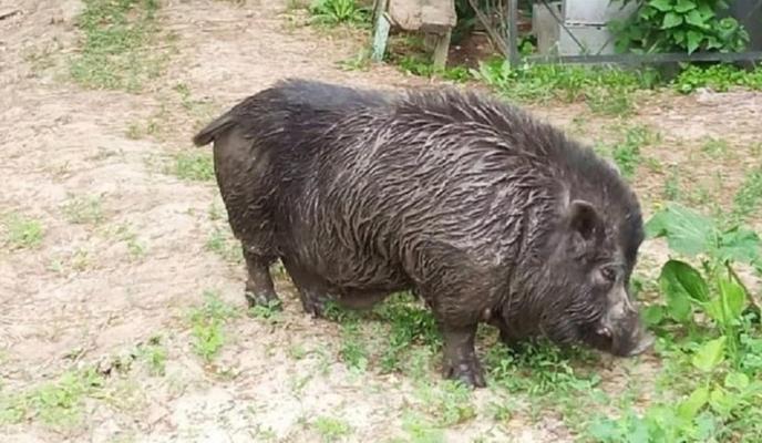 Bitrix 96384: 100.jpg