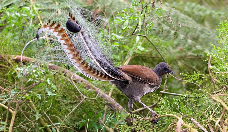 Bitrix 103259: 1280px_Superb_lyrbird_in_scrub_E.jpeg
