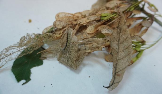 Bitrix 103385: 1BP_xlYokOc.jpg