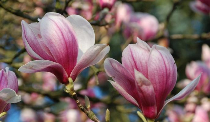 Bitrix 128640: 1GVBMawgLRZtGmIBKwmBFgF8RP6TrJySl53vfQczPzSWSQuyfFChoCbO9i8y8Ln2iMtnP_Zjtd4Nz5GPSfSQi4z5.jpg