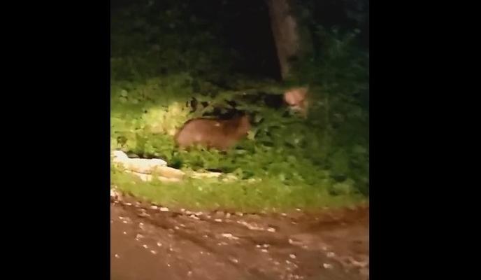 Bitrix 135566: 1.jpg