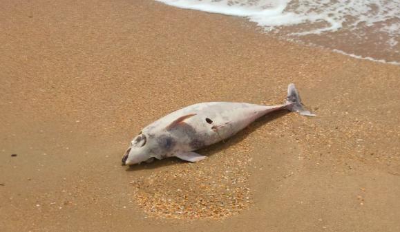 Bitrix 150036: 2024_04_18_08_43_36.png