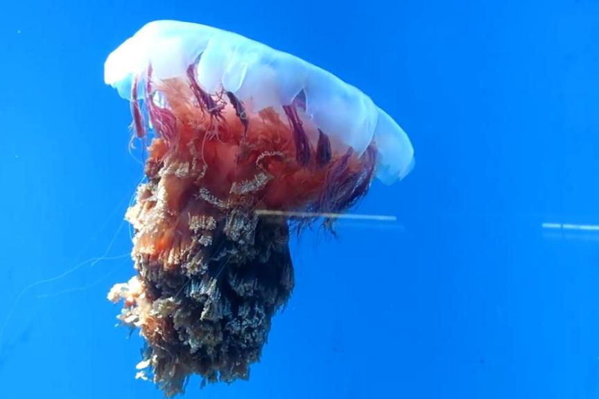 Bitrix 78861: 256.jpg