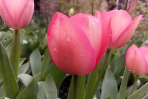 Фото Новая Кубань