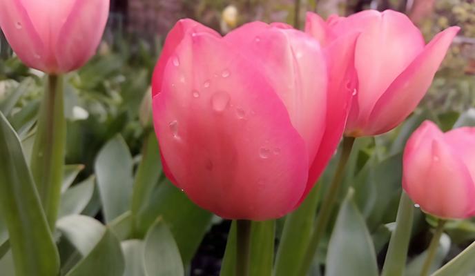 Фото Новая Кубань