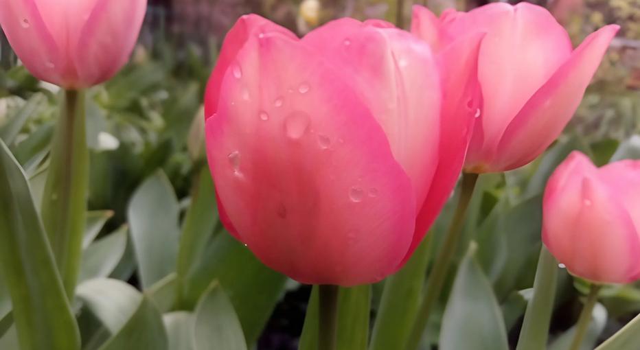 Фото Новая Кубань