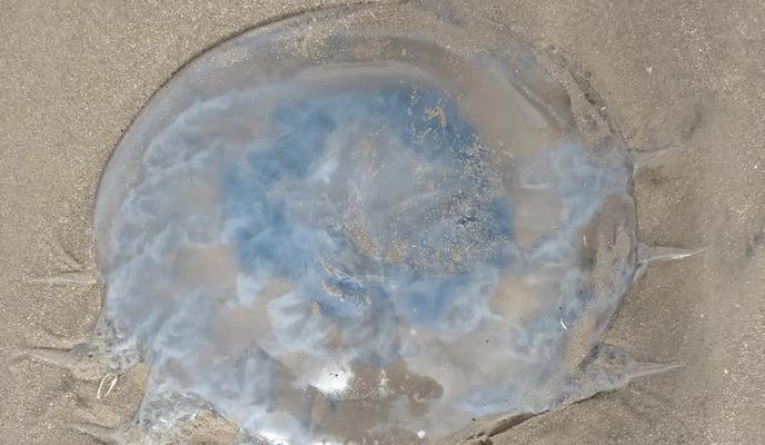 Bitrix 177652: 333.jpeg