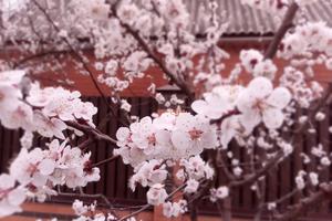 Фото Новая Кубань