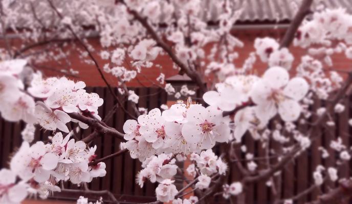 Фото Новая Кубань