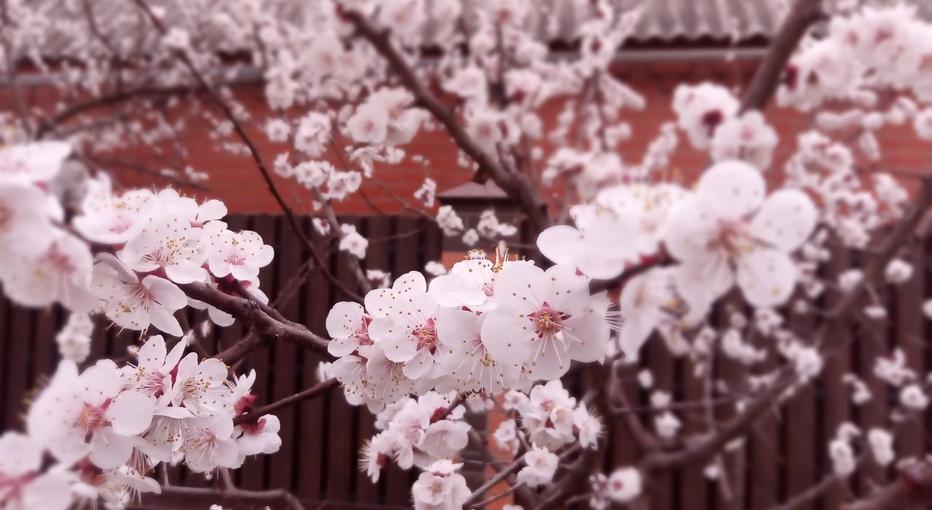 Фото Новая Кубань