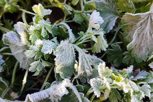 Фото Новая Кубань