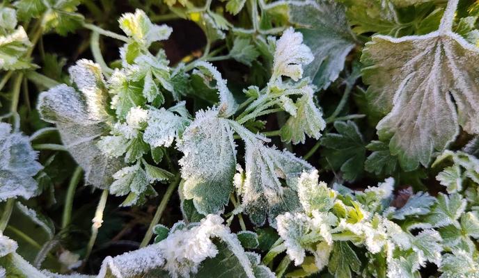 Фото Новая Кубань