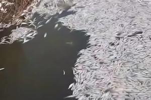 Фото скриншот видео соцсети t.me/yeiskinforu