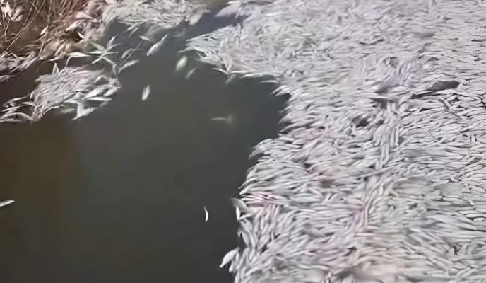 Фото скриншот видео соцсети t.me/yeiskinforu