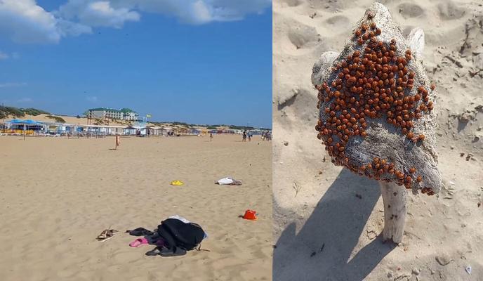 Bitrix 99380: 41uxt99XOmA.jpg