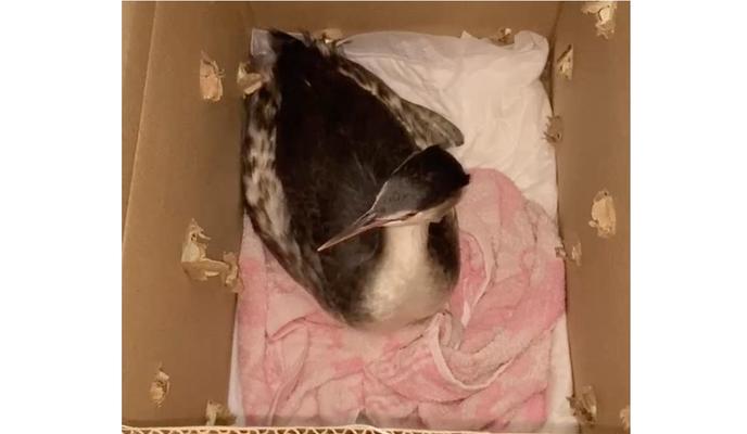 Bitrix 165686: 4.jpg