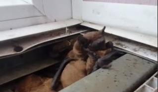 Bitrix 143196: 55.jpg