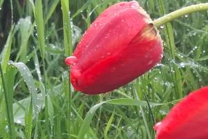 Фото Новая Кубань