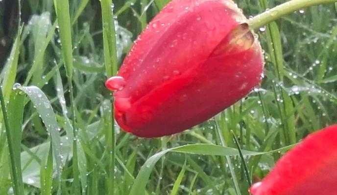 Фото Новая Кубань