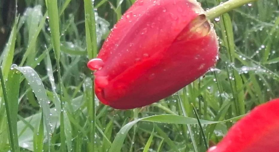 Фото Новая Кубань