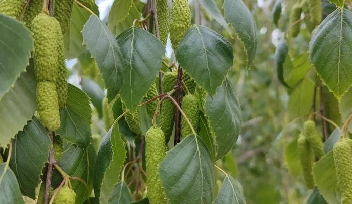 Фото Новая Кубань