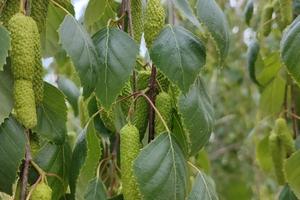 Фото Новая Кубань