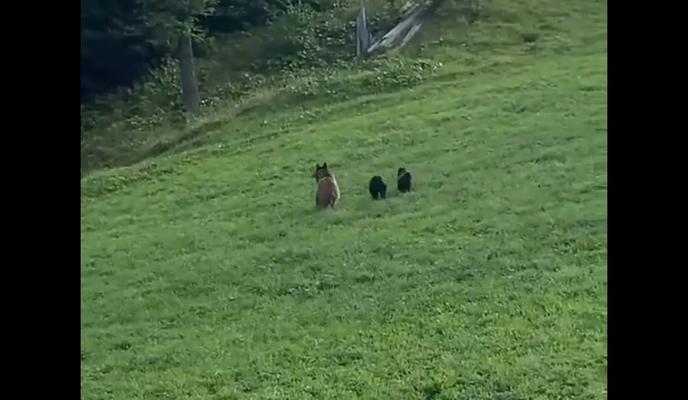 Bitrix 102194: 6lx83Ou2T70.jpg