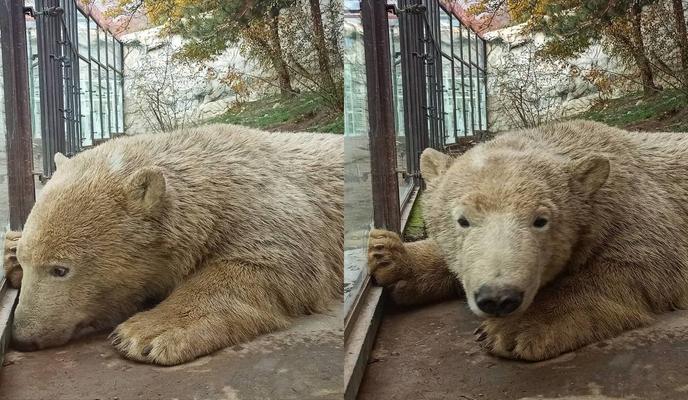 Bitrix 110048: 74301507_372f_429a_b86d_6156ac4553b4.jpeg