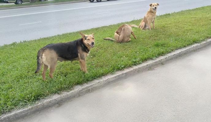 Фото Новая Кубань