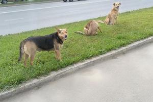 Фото Новая Кубань