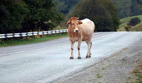 Bitrix 93136: 8736.jpg