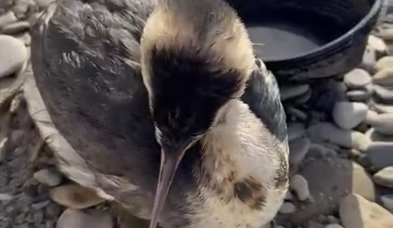 Bitrix 164516: 8.jpeg